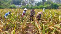 Aiptu Kholil Kawal Petani Cemorokandang hingga Panen Jagung 4 Ton