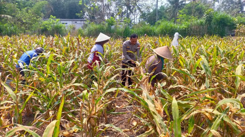 Aiptu Kholil Kawal Petani Cemorokandang hingga Panen Jagung 4 Ton