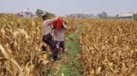 Cuaca Terik Tak Surutkan Semangat Polisi dan Petani, Panen Jagung 1,2 Ton di Cemorokandang