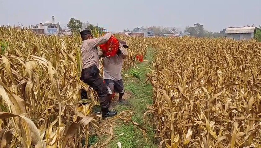Cuaca Terik Tak Surutkan Semangat Polisi dan Petani, Panen Jagung 1,2 Ton di Cemorokandang