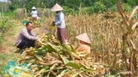 Polsek Kedungkandang Polresta Malang Kota Dukung Ketahanan Pangan Lewat Pendampingan Panen Jagung