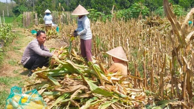 Polsek Kedungkandang Polresta Malang Kota Dukung Ketahanan Pangan Lewat Pendampingan Panen Jagung