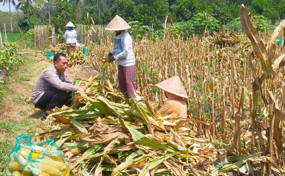 Polsek Kedungkandang Polresta Malang Kota Dukung Ketahanan Pangan Lewat Pendampingan Panen Jagung