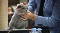 82 Kucing Adu Pesona Piala Rektor Brawijaya