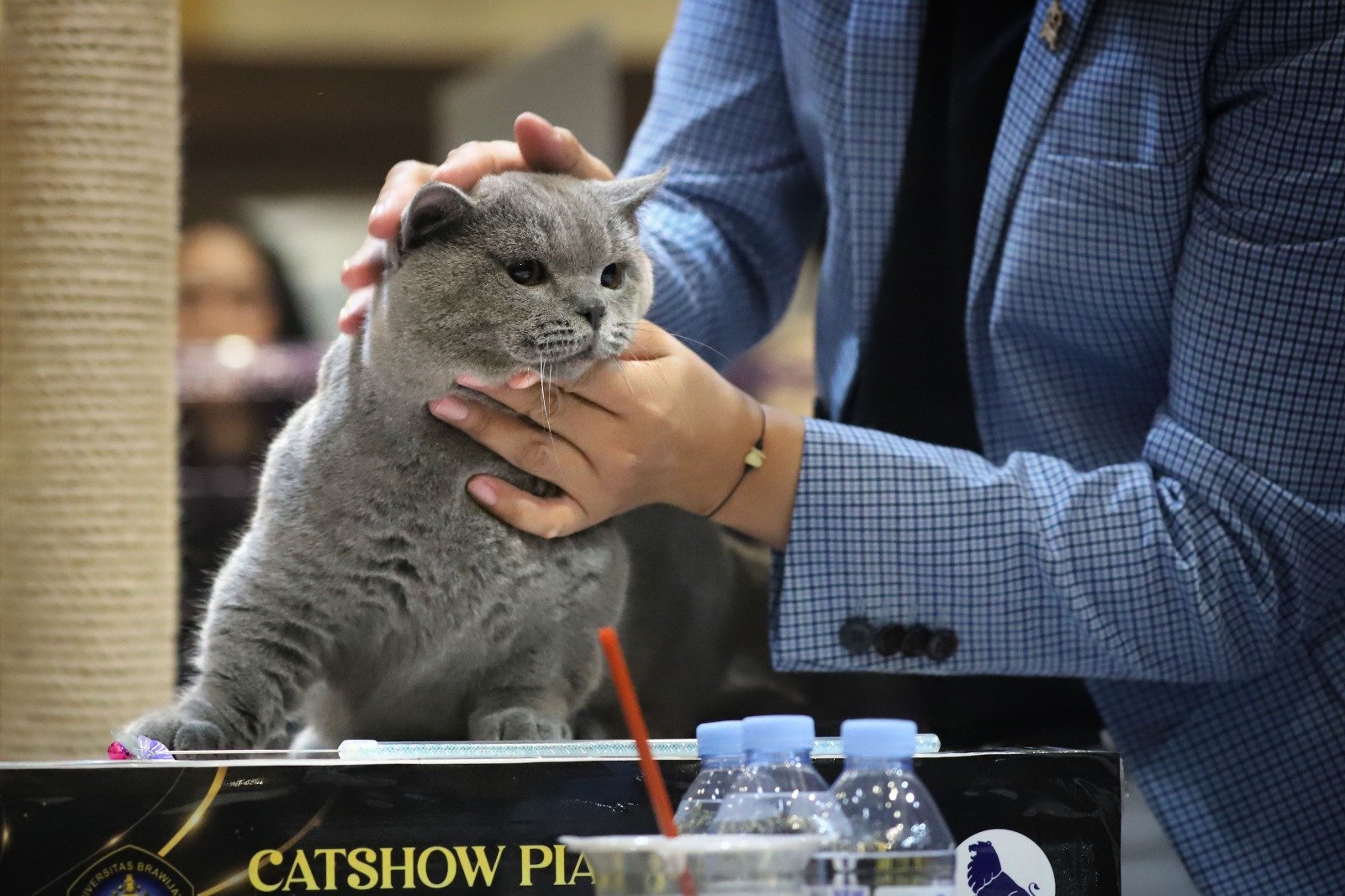 82 Kucing Adu Pesona Piala Rektor Brawijaya