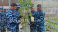 Pangkoopsudnas Panen Melon di Lanud Abd Saleh