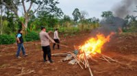 Polres Malang Bongkar Arena Diduga Judi Sabung Ayam